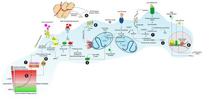 Pushing the Limits of Cancer Therapy: The Nutrient Game